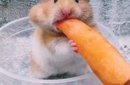 揭秘仓鼠的味蕾：为何胡萝卜成为它们的最爱？