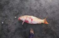 安徽滁州水库泄洪，钓鱼者几小时捕获300斤鱼，他对此表示鄙视