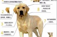 拉布拉多犬的7大特征，你了解多少？