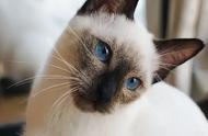 暹罗猫养护的五大误区，避免让它们受苦