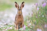 兔子的不败神话：看似弱小，实则生存高手！