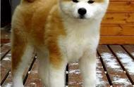 秋田犬：拥有迷人脸庞和修长大腿的可爱宠物