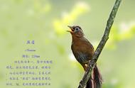 画眉鸟：自然界的歌唱家