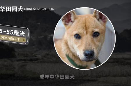 中华田园犬：我国急需保护的本土犬种