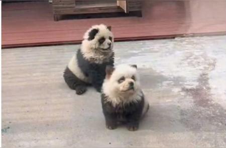 泰州动物园惊现染色松狮犬扮熊猫引众怪